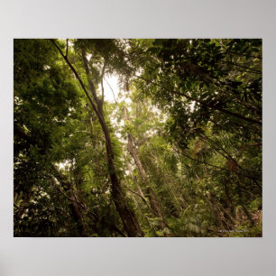 Den tropiska rainforesten den Daintree floden Poster