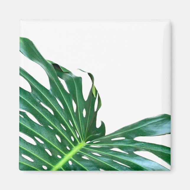 Den tropiska regnskogen löv i elegant vid Löv Magnet (Framsidan)