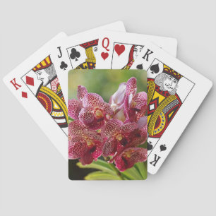 Den tropiska Vanda orchiden samla i en klunga Kortlek