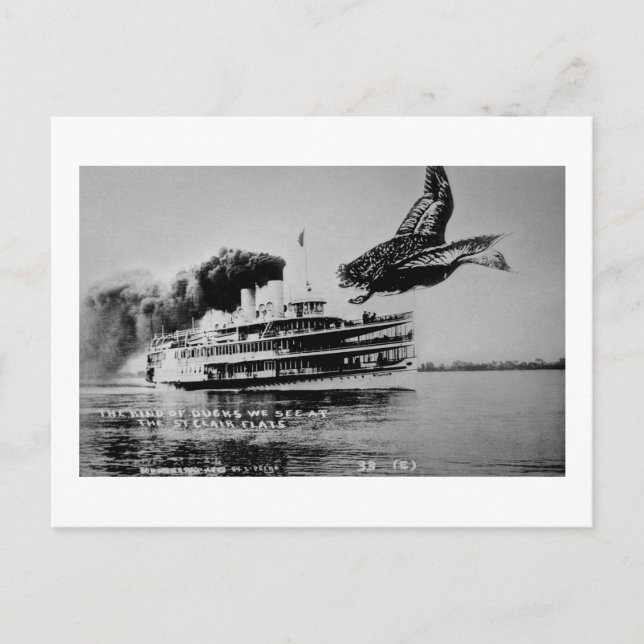 Den typ av Ankor som vi ser Vykort (Framsida)