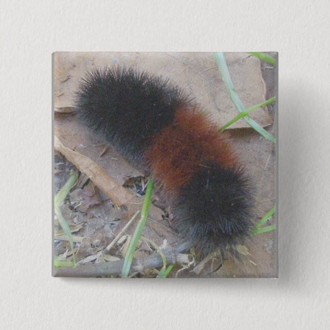 Den ulliga björnen Caterpillar knäppas Knapp (Framsida)