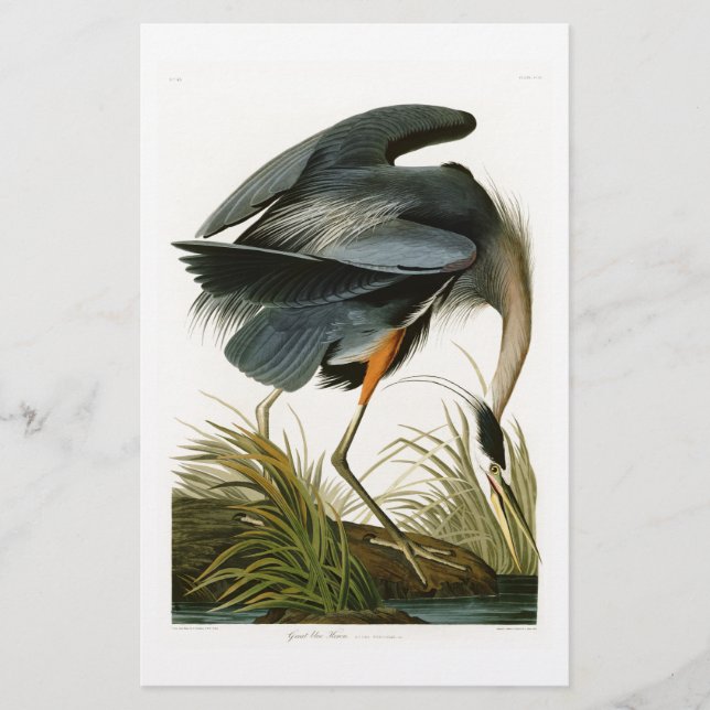 Den Underbara blå Heron John Audubon Birds of Amer (Framsida)