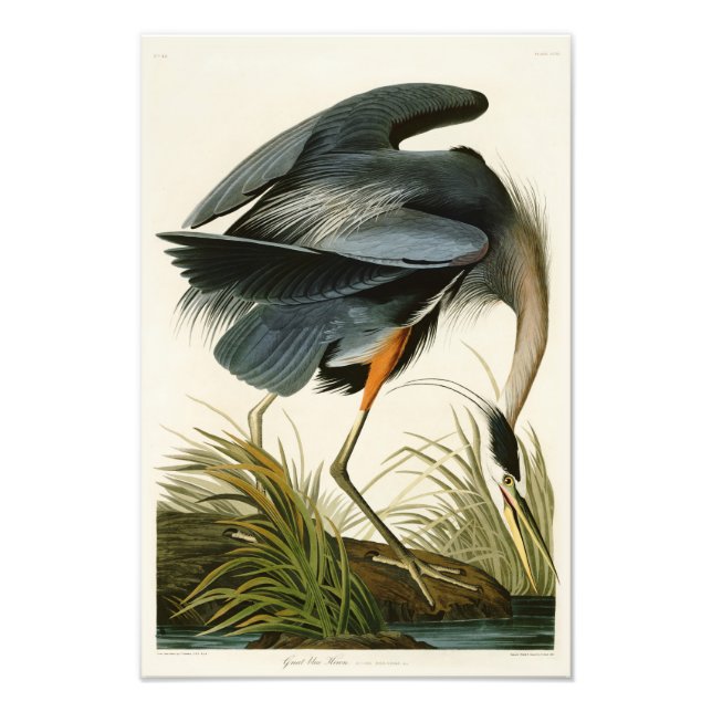Den Underbara blå Heron John Audubon Birds of Amer Fototryck (Framsidan)