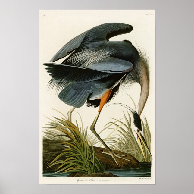 Den Underbara blå Heron John Audubon Birds of Amer Poster (Framsidan)