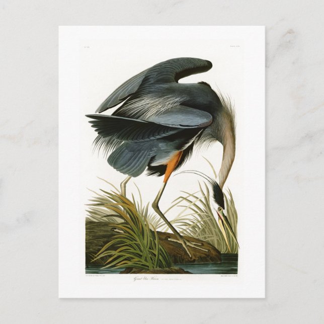 Den Underbara blå Heron John Audubon Birds of Amer Vykort (Framsida)