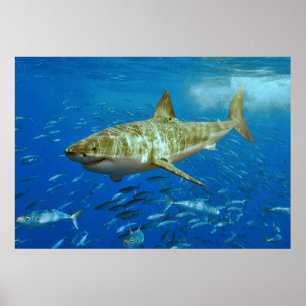 Den underbara carchariasen för vithajCarcharodon Poster
