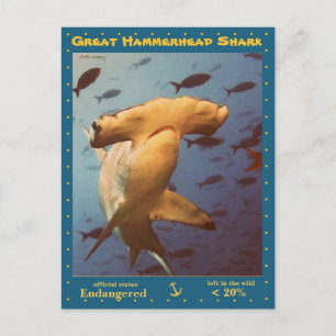 Den Underbara hammerhead-hajen är hotad, a - Vykort