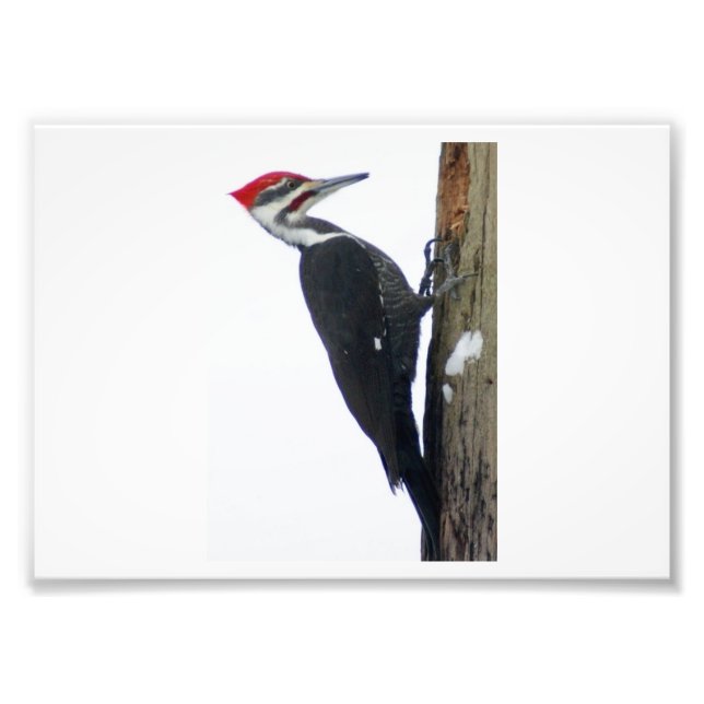 Den Underbara pileated Woodpecker 7x5 Photographic Fototryck (Framsidan)