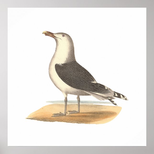 Den Underbara Svartstödda gulden (Larus marinus) Poster (Framsidan)