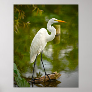 Den underbara vitheronen på en logga fotograferar poster
