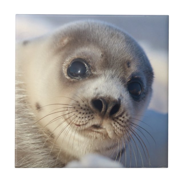 Den unga harpan förseglar kakelplatta (Framsidan)