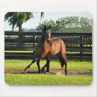 Den universitetslärarediego sidan passerar musmatta