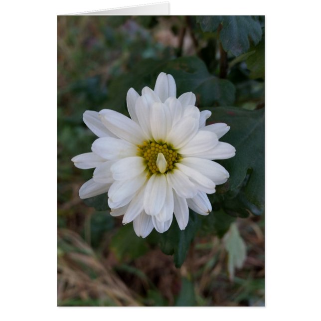 Den uppvisade petalen hälsningskort (Framsidan)