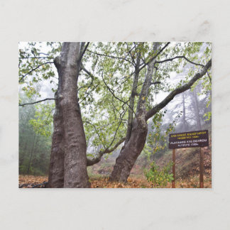 Den uråldriga skogskaraktären i flygplan träd vykort