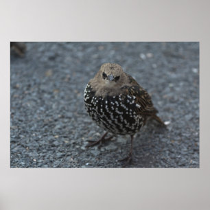 Den ursprungliga Argen Bird? Poster