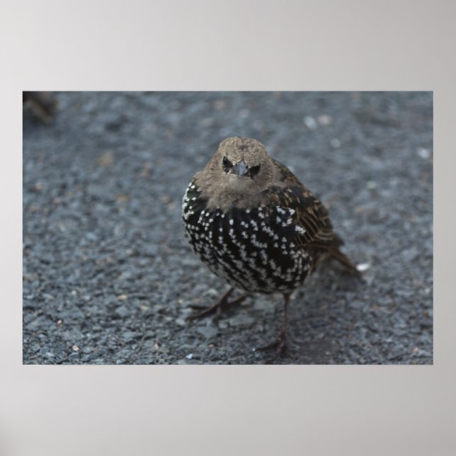 Den ursprungliga Argen Bird? Poster (Framsidan)