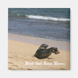 Den utsatte för fara munken förseglar Kauai Hawa Magnet
