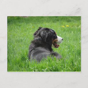 Den vackra Bernese Mountain Hund Enjoys Sol Vykort