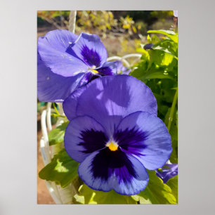 Den vackra blå Pansy-Blomsterträdgården Poster