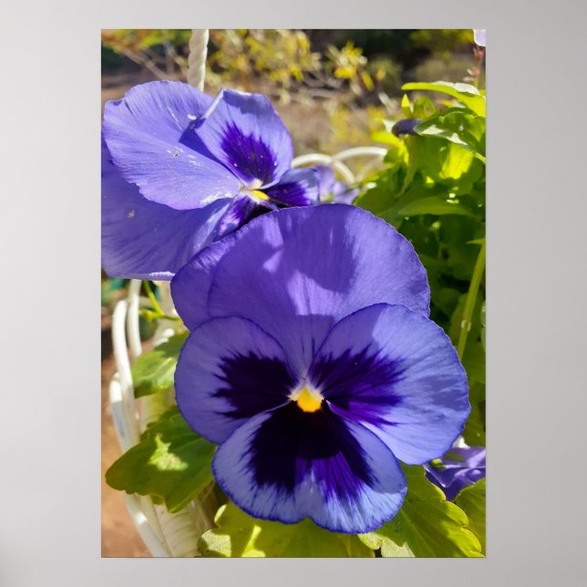 Den vackra blå Pansy-Blomsterträdgården Poster (Framsidan)