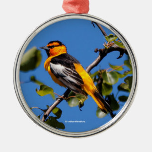 Den vackra Bullock Oriole i Pear Träd Julgransprydnad Metall