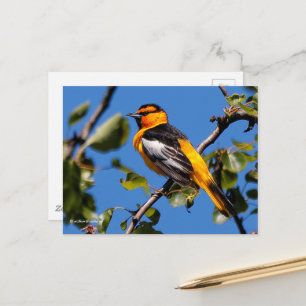 Den vackra Bullock Oriole i Pear Träd Vykort