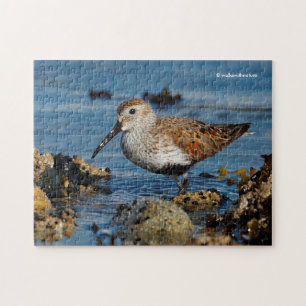 Den vackra Dunlin Sandpiper Goes Solo på stranden Pussel