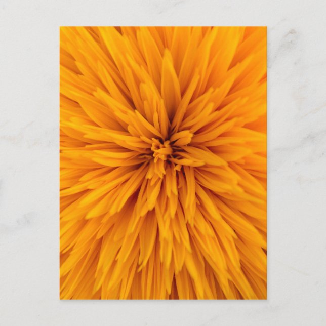 Den vackra Gulten Dahlia Flower Blommar Vykort (Framsida)
