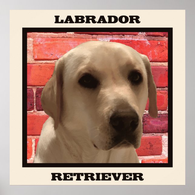 Den vackra Gulten Labrador Retriever-Hund Poster (Framsidan)