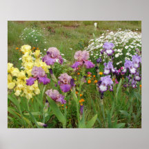 Den vackra Iris Irises-Blomsterträdgården Poster