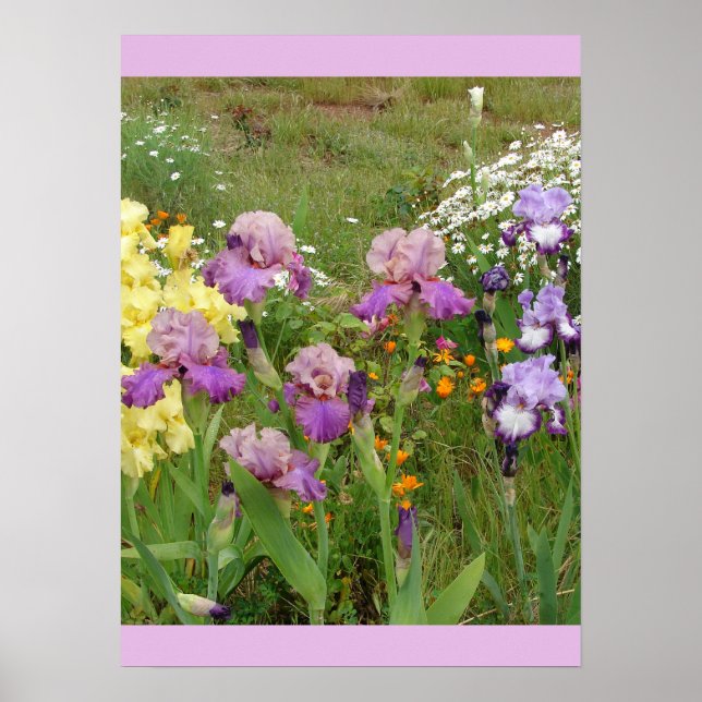 Den vackra Iris Irises-Blomsterträdgården Poster (Framsidan)