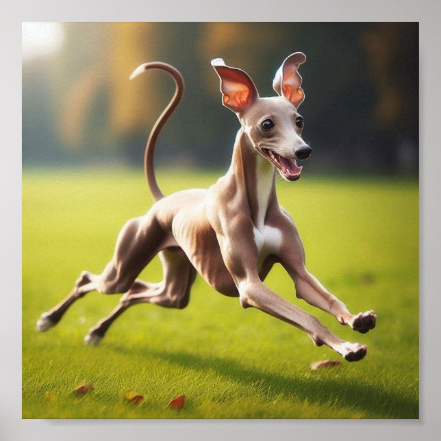 Den vackra italienska Greyhound som springer på gr Poster (Framsidan)