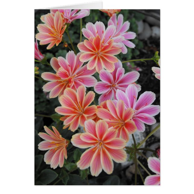 Den vackra Lewisia-Cotyledon Hälsningskort (Framsidan)