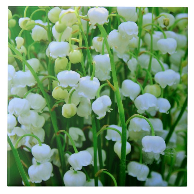 Den vackra Lily i Valley Vår blommor Kakelplatta (Framsidan)