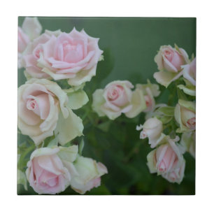 Den vackra ljusa rosa trädgården ro kakelplatta
