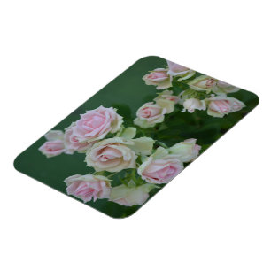 Den vackra ljusa rosa trädgården ro magnet