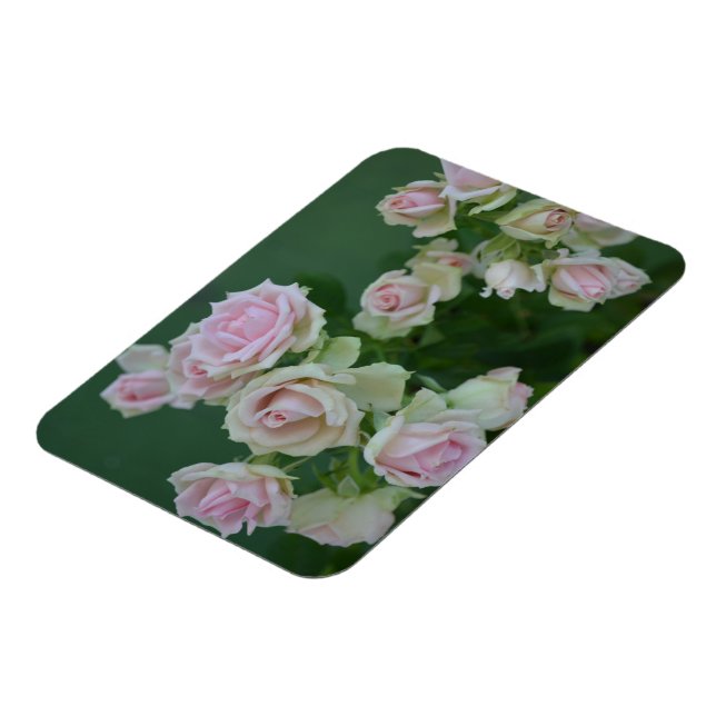Den vackra ljusa rosa trädgården ro magnet (Vänstra Sidan)