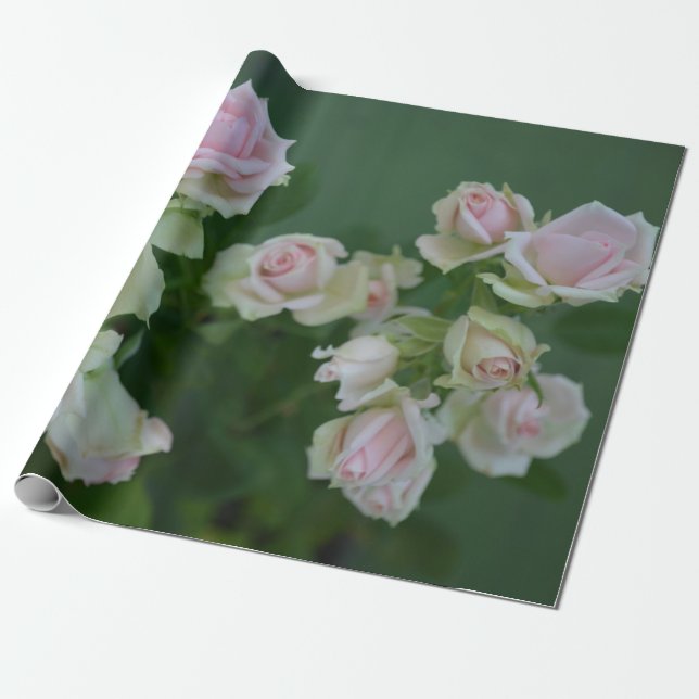 Den vackra ljusa rosa trädgården ro presentpapper (Utrullad)