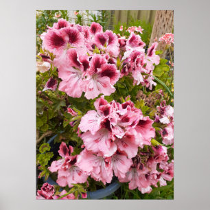 Den vackra Peach Pelargonium-Blomsterträdgården Po Poster