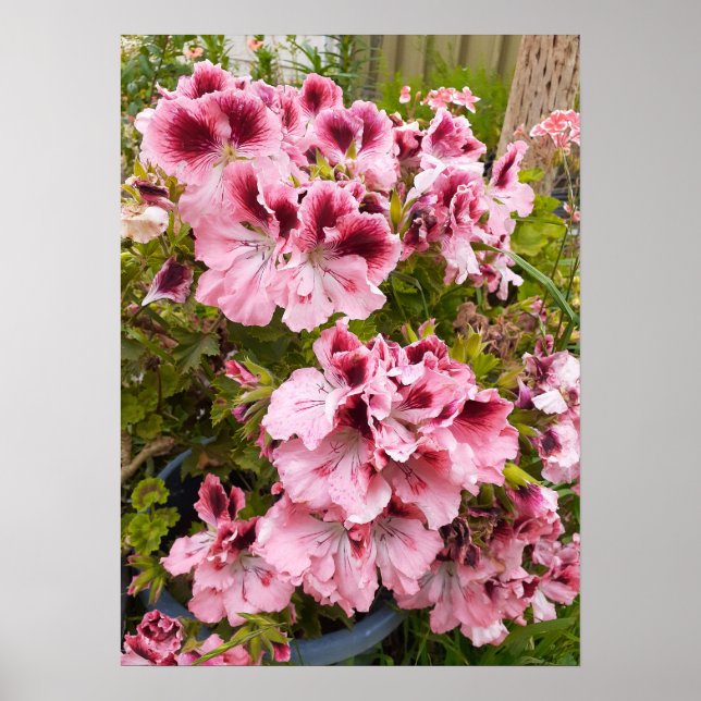 Den vackra Peach Pelargonium-Blomsterträdgården Po Poster (Framsidan)