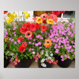 Den vackra Rannunculus Vår Blomsterträdgård Poster