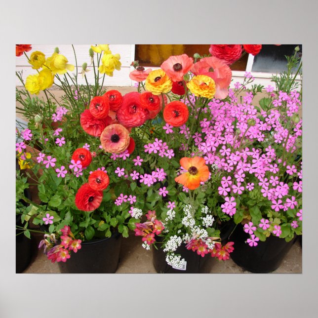 Den vackra Rannunculus Vår Blomsterträdgård Poster (Framsidan)