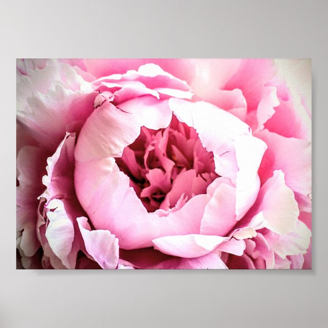 Den vackra Rosa Eleganten Peony Flower Poster (Framsidan)
