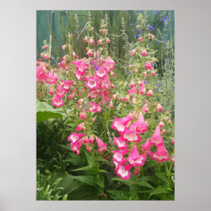 Den vackra Rosa Penstemon-Blomsterträdgården Poste Poster