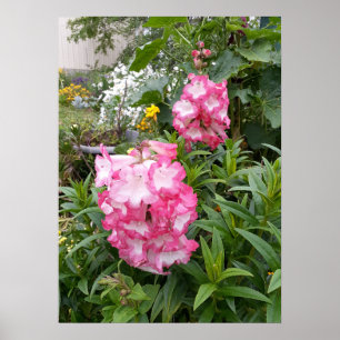 Den vackra Rosa Penstemon-Blomsterträdgården Poste Poster