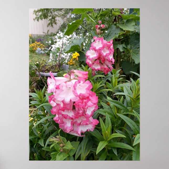 Den vackra Rosa Penstemon-Blomsterträdgården Poste Poster (Framsidan)