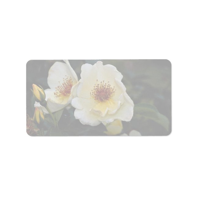 Den vackra Shruben Ro "Golden Vingar" Adressetikett (Framsidan)