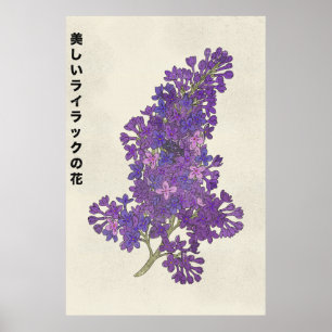 Den vackra syrenblomman poster