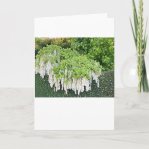 Den vackra trädgården bild av vit wisteria! kort