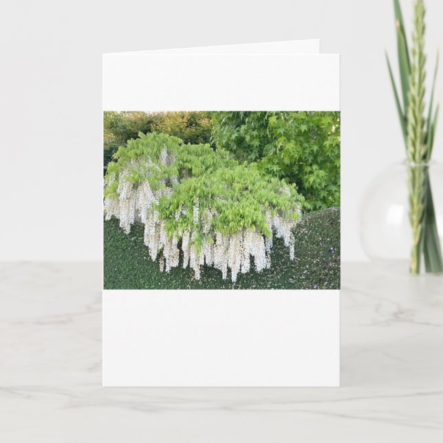 Den vackra trädgården bild av vit wisteria! kort (Framsida)